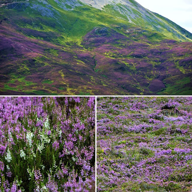 Blooming Heather