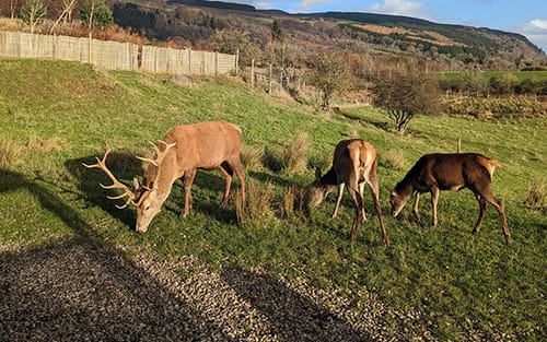 Stag
