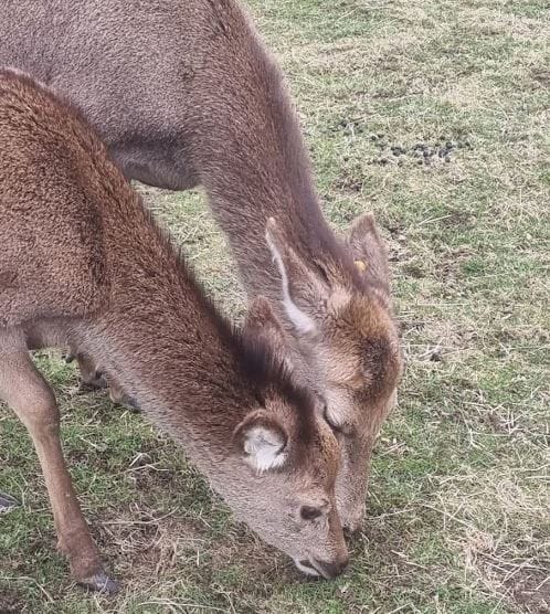 Stag