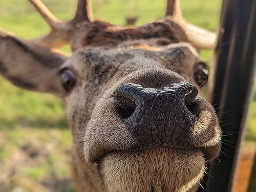 Stag