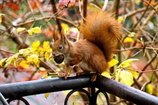 Squirrel Appreciation Day - top tips to spot red squirrels in Scotland