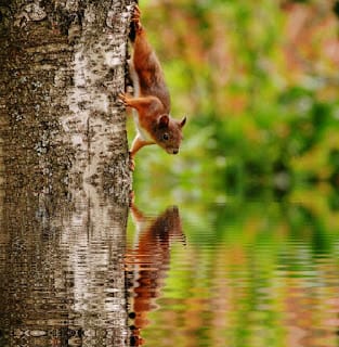 Squirrel Appreciation Day - top tips to spot red squirrels in Scotland