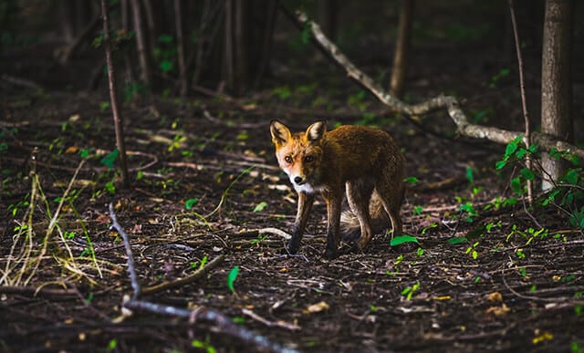 Red Fox