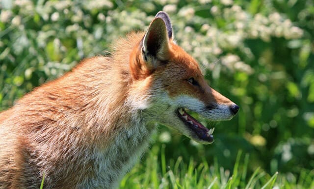 Wild foxes