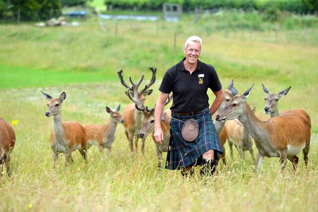 Red Deer in Highlands of Perthshire