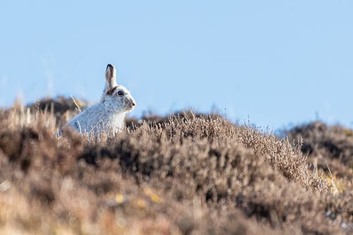 Aberfeldy