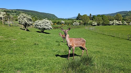 Aberfeldy