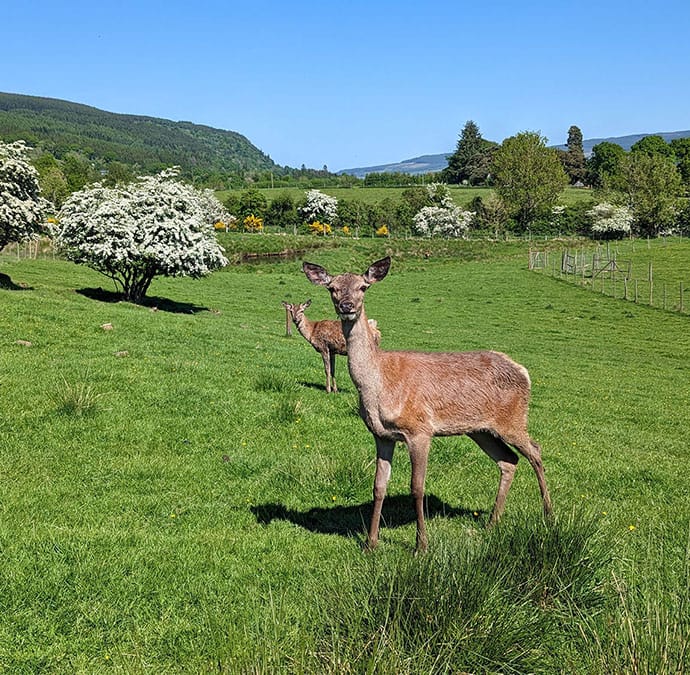 Deer