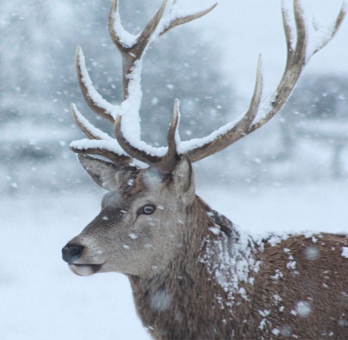 Deer